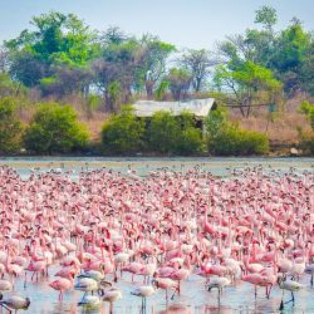 Thane Creek Flamingo Sanctuary